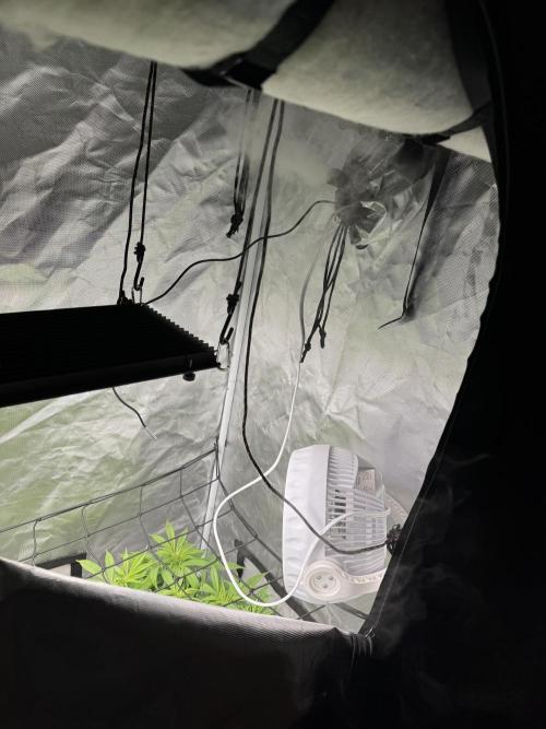 Chocolate Skunk (A, B, C). Week 13