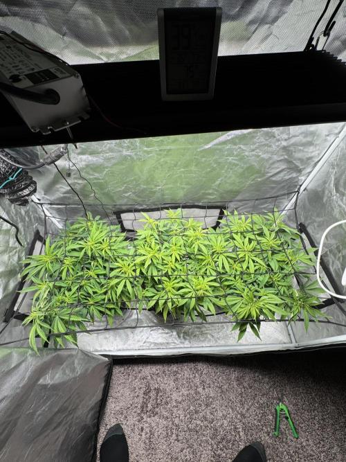 Chocolate Skunk (A, B, C). Week 13