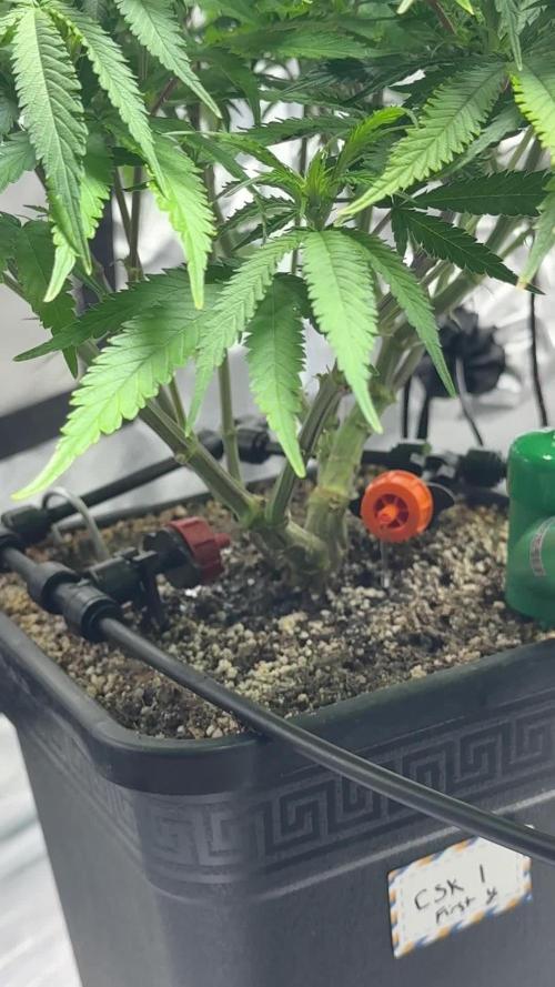 Chocolate Skunk (A, B, C)