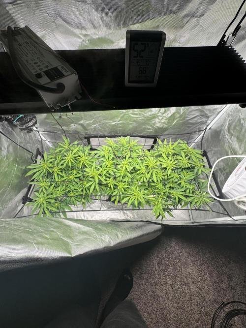 Chocolate Skunk (A, B, C). Week 13