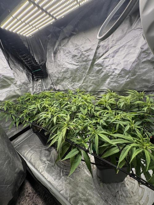 Chocolate Skunk (A, B, C). Week 13