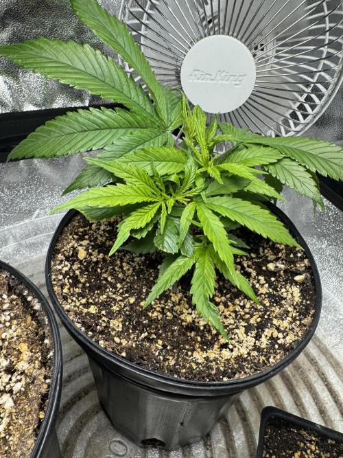 Virtuous Quad Batch. Week 2 - Chocolate Skunk