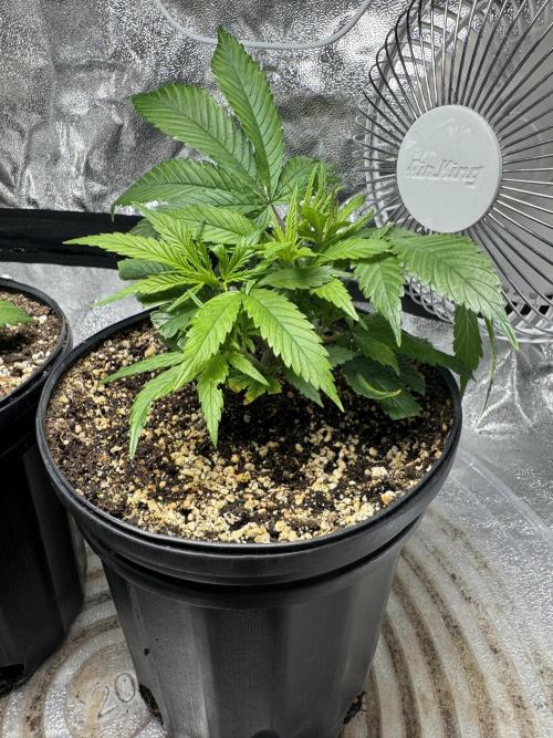 Virtuous Quad Batch. Week 2 - Chocolate Skunk