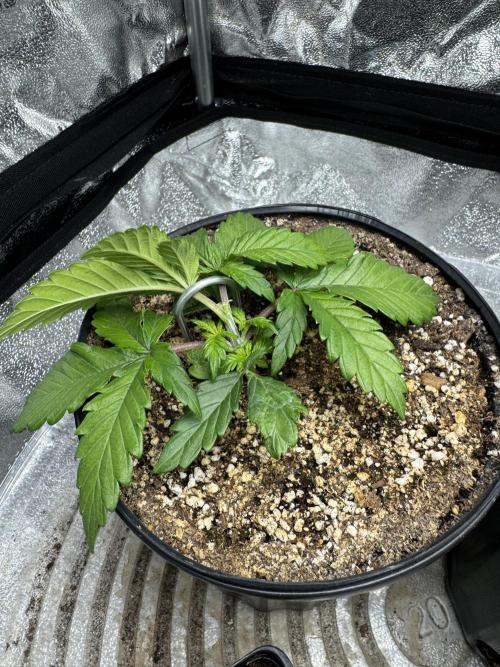 Virtuous Quad Batch. Week 2 - Money Maker