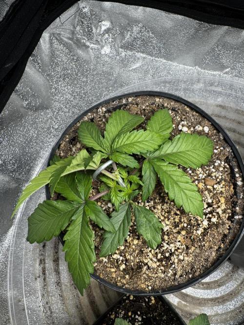 Virtuous Quad Batch. Week 2 - Money Maker