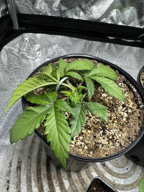 Virtuous Quad Batch. Week 2 - Money Maker