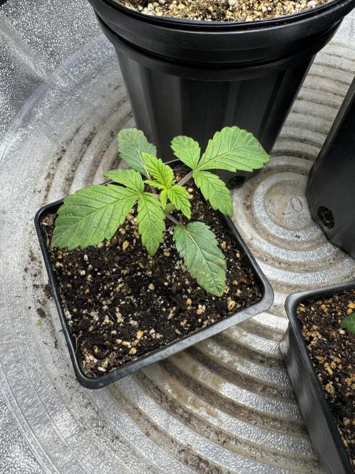 Virtuous Quad Batch. Week 2 - GPA Cookies A