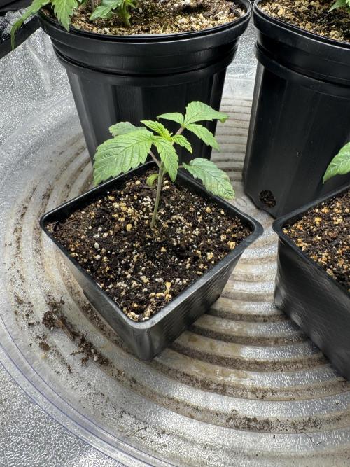 Virtuous Quad Batch. Week 2 - GPA Cookies A