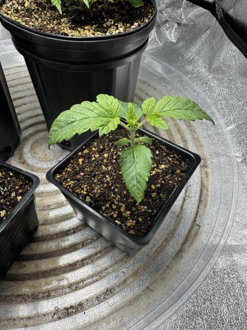 Virtuous Quad Batch. Week 2 - GPA Cookies B