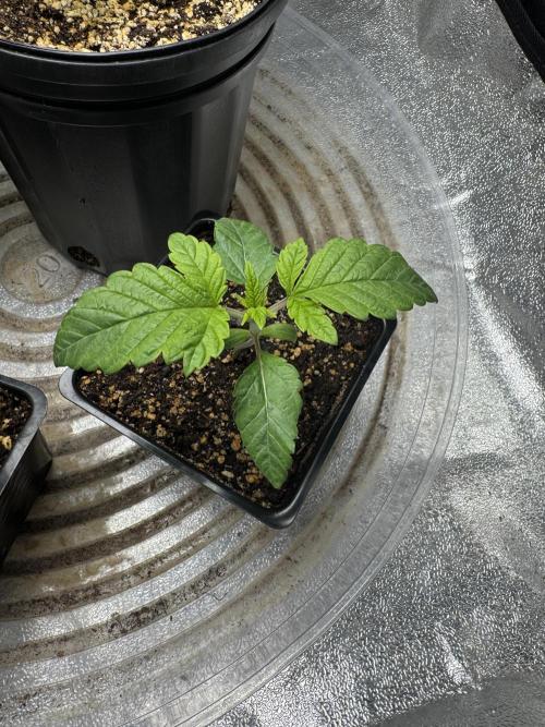 Virtuous Quad Batch. Week 2 - GPA Cookies B