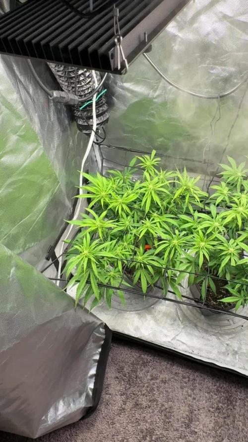 Chocolate Skunk (A, B, C)