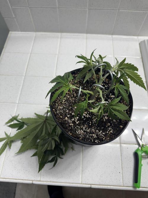 Virtuous Quad Batch. Week 3