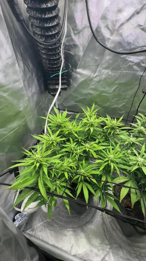 Chocolate Skunk (A, B, C)