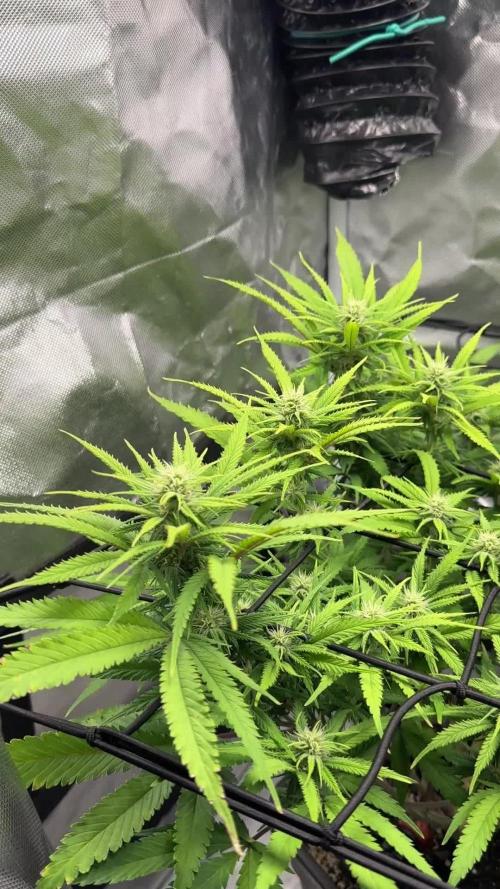 Chocolate Skunk (A, B, C)