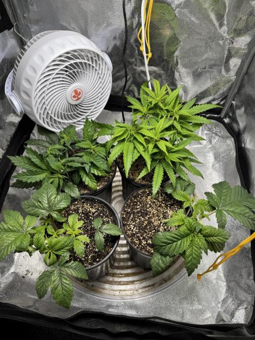 Virtuous Quad Batch. Week 4