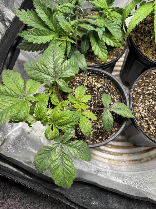 Virtuous Quad Batch. Week 4