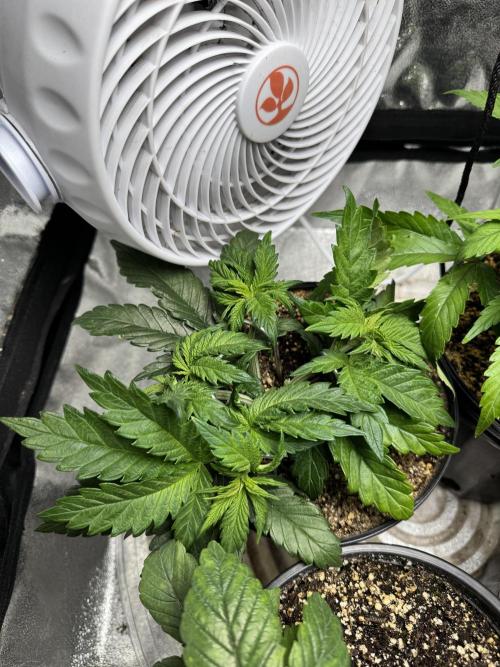 Virtuous Quad Batch. Week 4