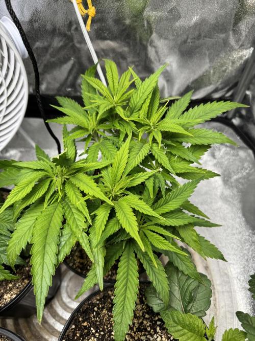 Virtuous Quad Batch. Week 4