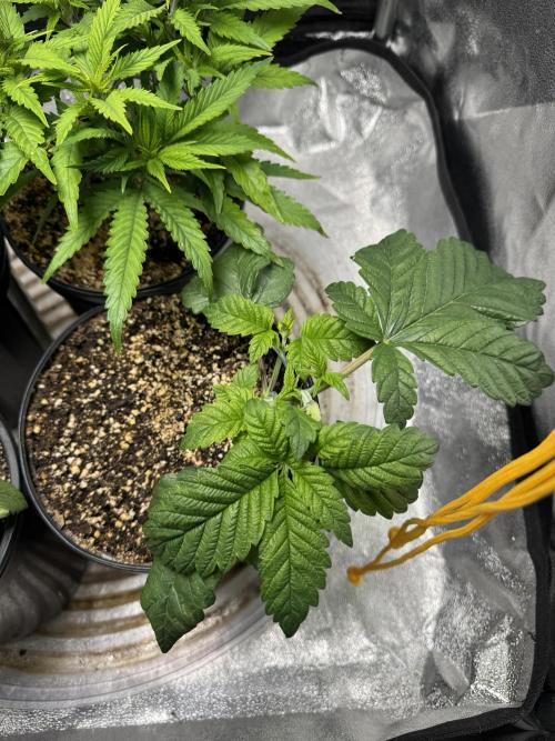 Virtuous Quad Batch. Week 4