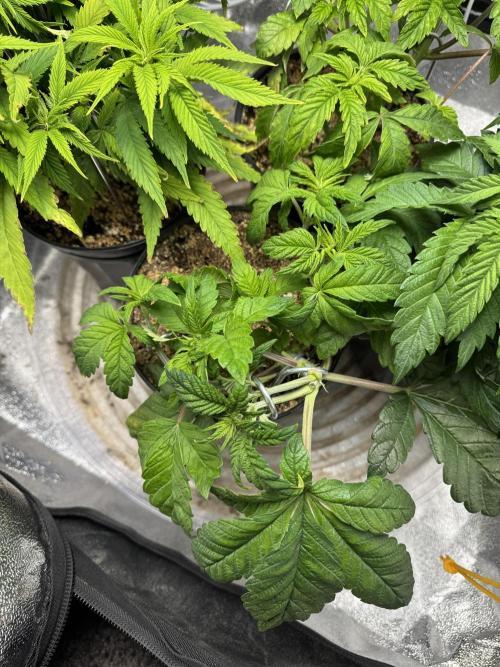 Virtuous Quad Batch. Week 5