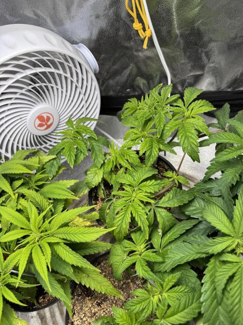 Virtuous Quad Batch. Week 5