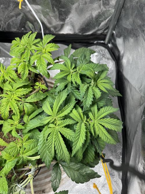 Virtuous Quad Batch. Week 5