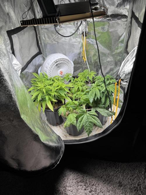 Virtuous Quad Batch. Week 5