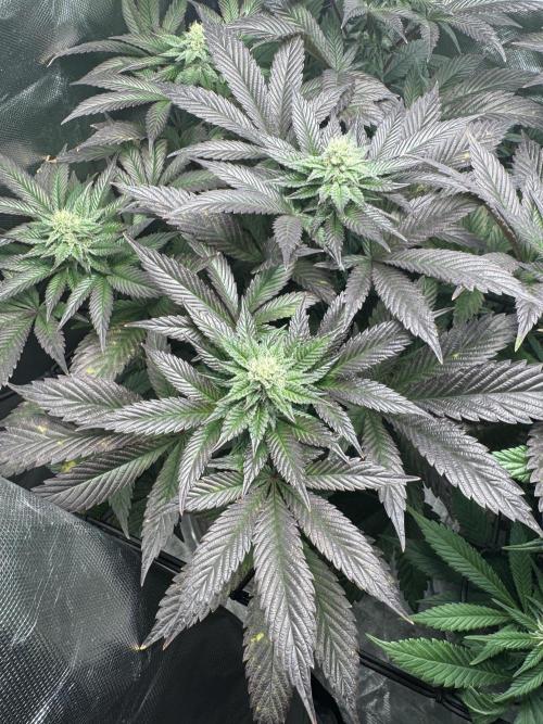 Virtuous Quad Batch. Week 10 - Grandpa Cookies