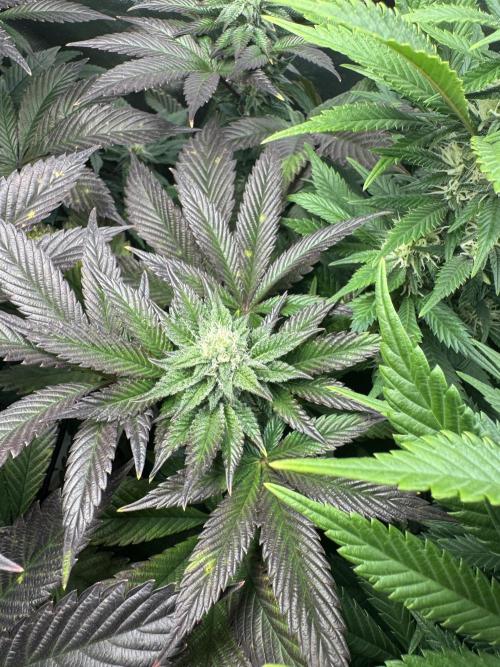 Virtuous Quad Batch. Week 10 - Grandpa Cookies