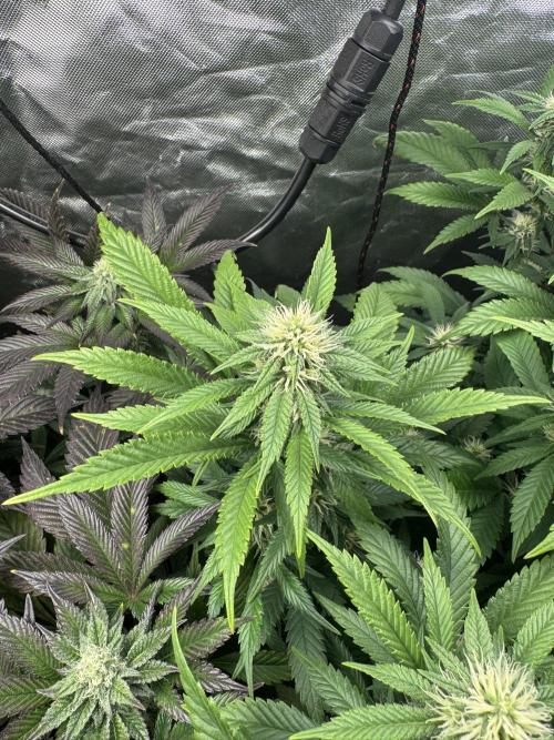 Virtuous Quad Batch. Week 10 - Money Maker