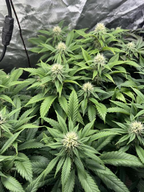 Virtuous Quad Batch. Week 10 - Money Maker
