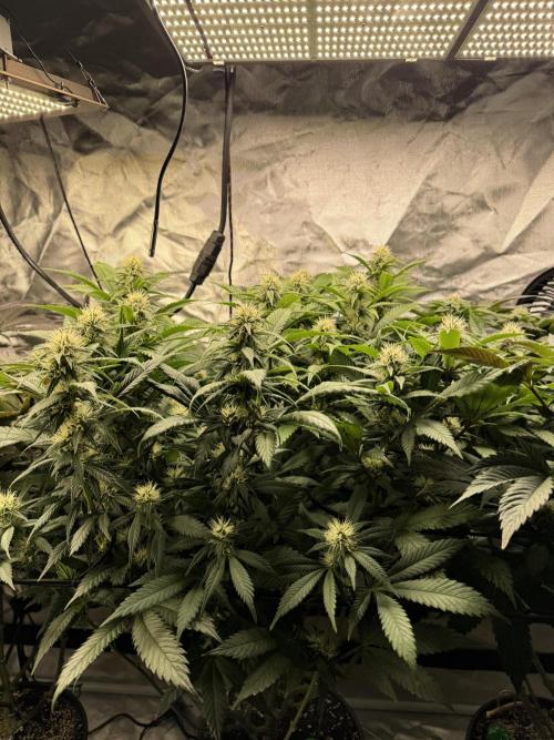 Virtuous Quad Batch. Week 10 - Money Maker