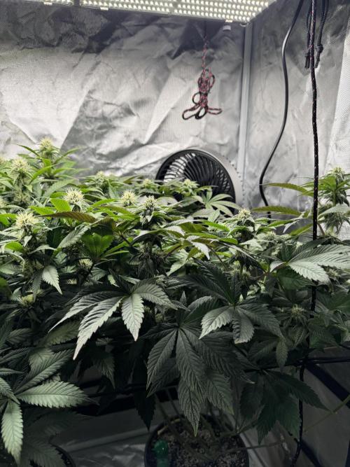 Virtuous Quad Batch. Week 10 - Grandpa Cookies