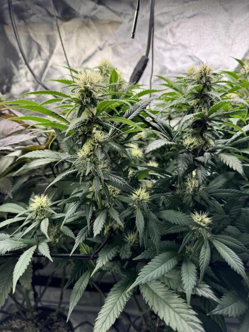 Virtuous Quad Batch. Week 10 - Money Maker