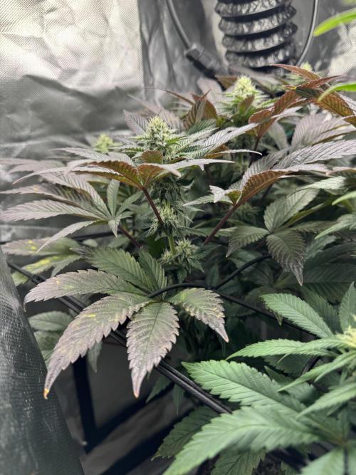Virtuous Quad Batch. Week 10 - Grandpa Cookies