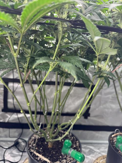 Virtuous Quad Batch. Week 10 - Money Maker