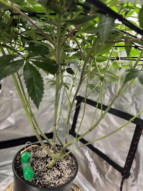 Virtuous Quad Batch. Week 10 - Grandpa Cookies