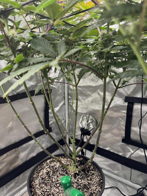 Virtuous Quad Batch. Week 10 - Grandpa Cookies
