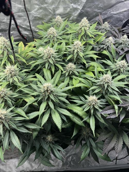 Virtuous Quad Batch. Week 12