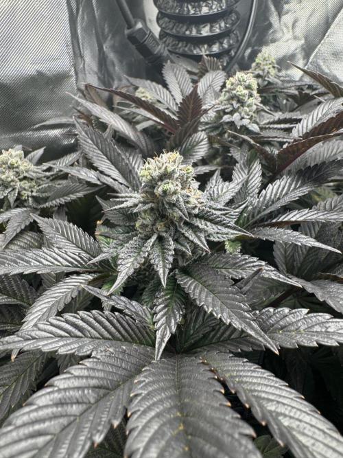 Virtuous Quad Batch. Week 12