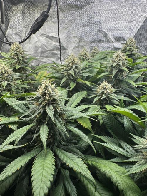Virtuous Quad Batch. Week 12