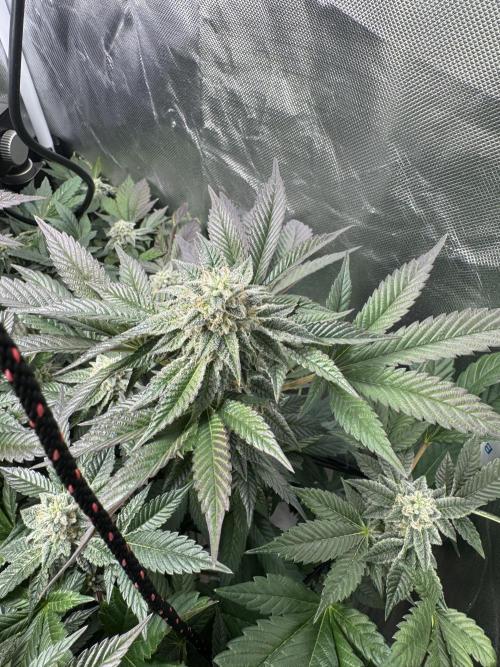 Virtuous Quad Batch. Week 12