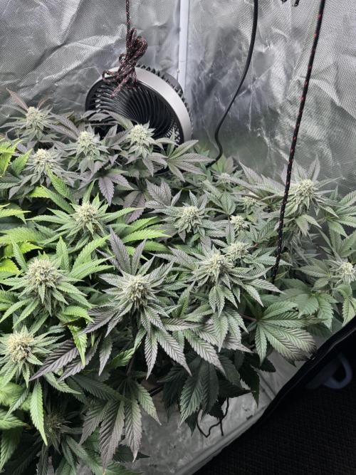 Virtuous Quad Batch. Week 12