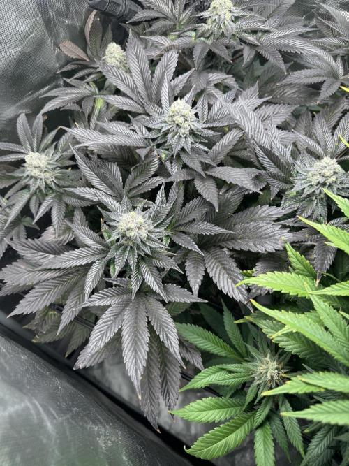 Virtuous Quad Batch. Week 12