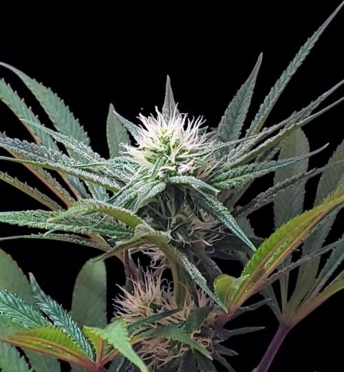 Eternity Grow Cup 2025-Plagron/Zamnesia Runtz