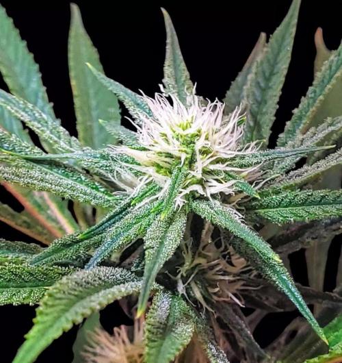 Eternity Grow Cup 2025-Plagron/Zamnesia Runtz