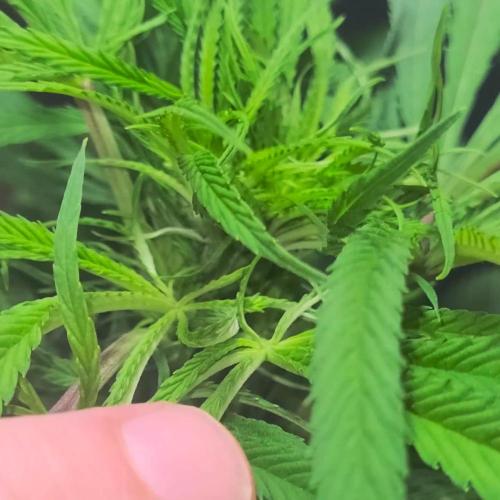 Not So Ŕunty Řuntz.(Fasciated mutation)