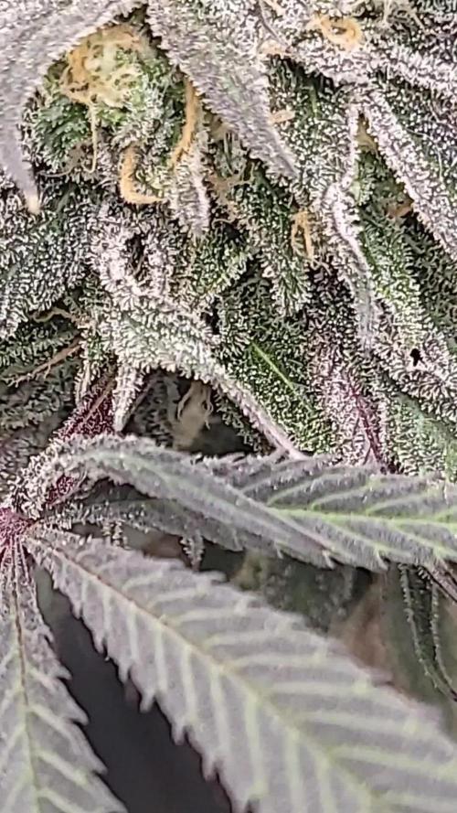 Eternity Grow Cup 2025-Plagron/Zamnesia Runtz