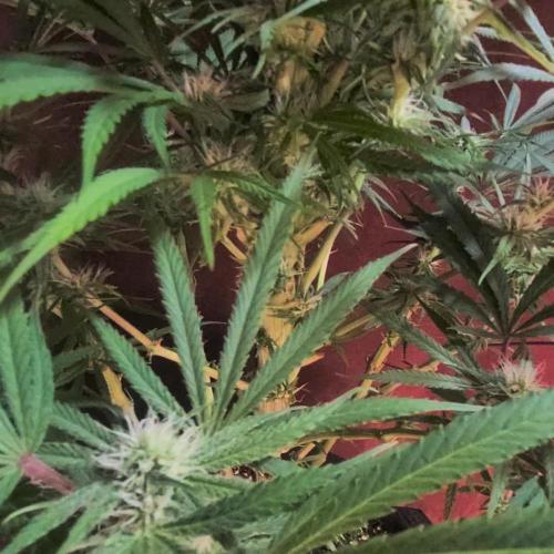 Not So Ŕunty Řuntz.(Fasciated mutation)