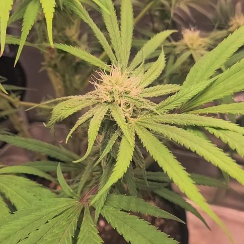 Not So Ŕunty Řuntz.(Fasciated mutation)